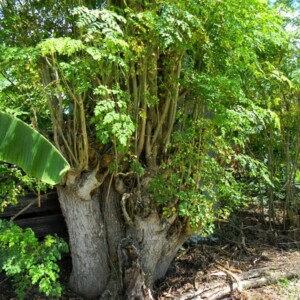 moringa tree tanzania