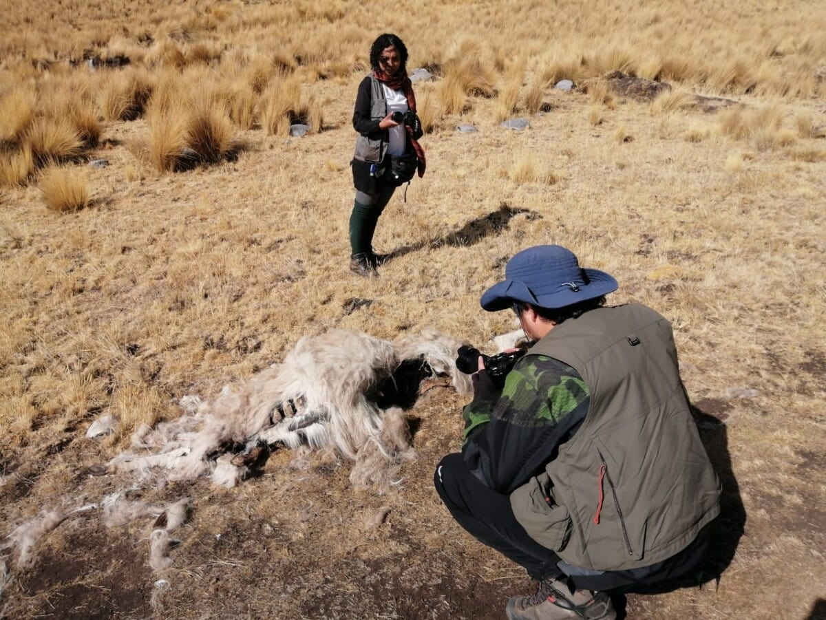 animal died due to lack of water in the southern Andes of Peru