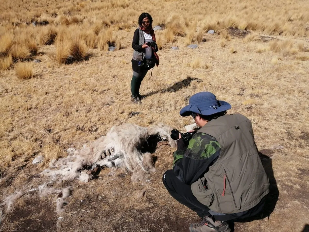 animal died due to lack of water in the southern Andes of Peru