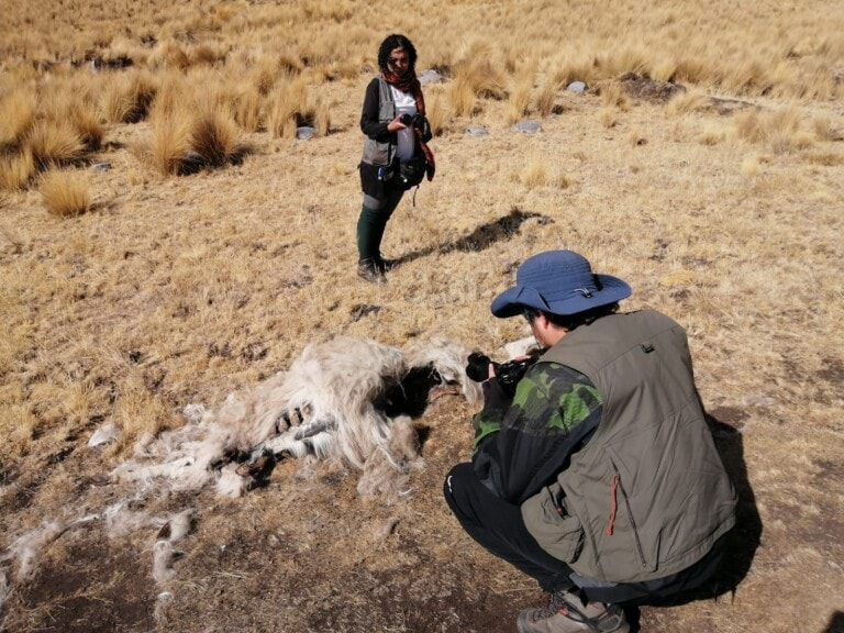 animal mort par manque d'eau dans le sud des Andes péruviennes