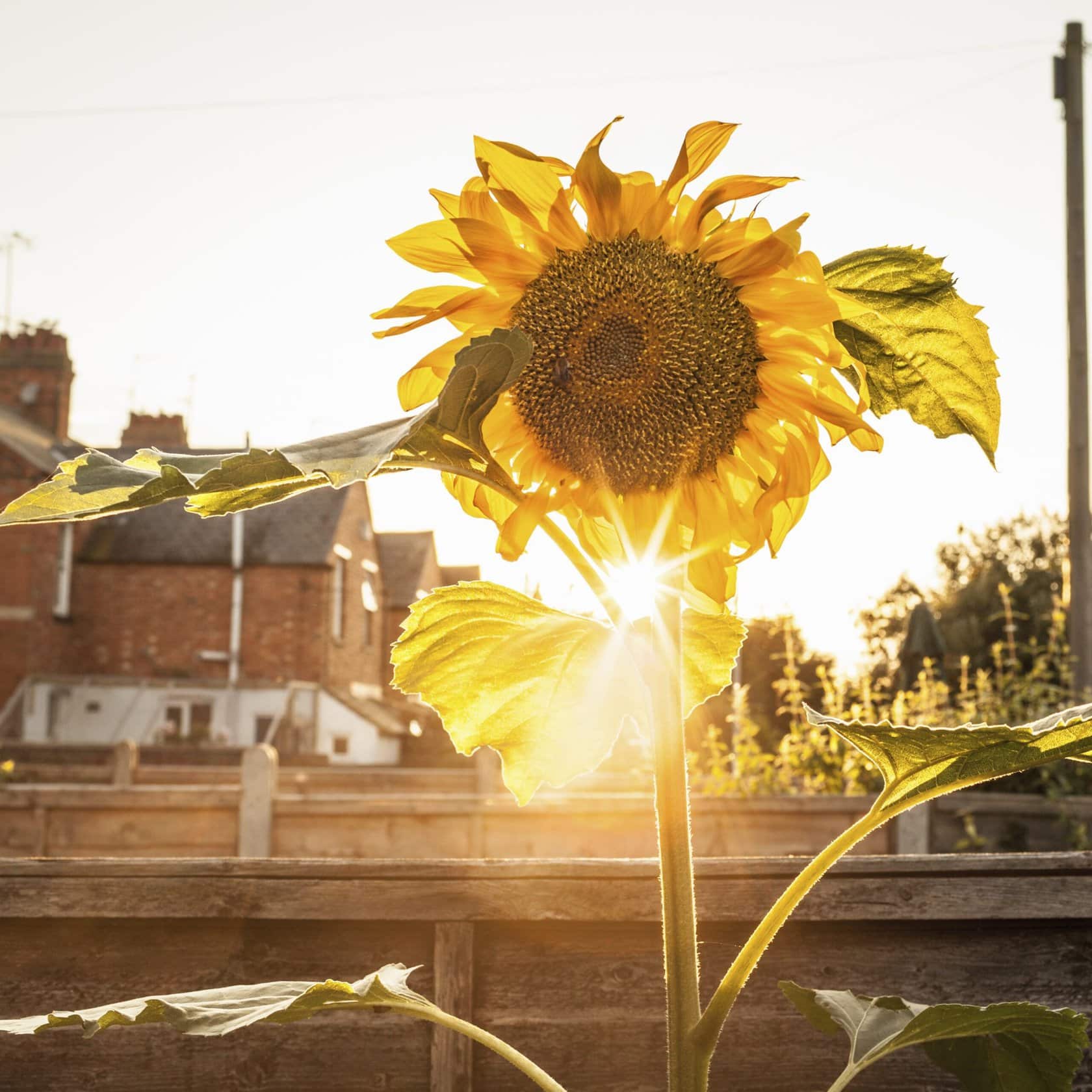 jardin sunflower jardin au coucher du soleil