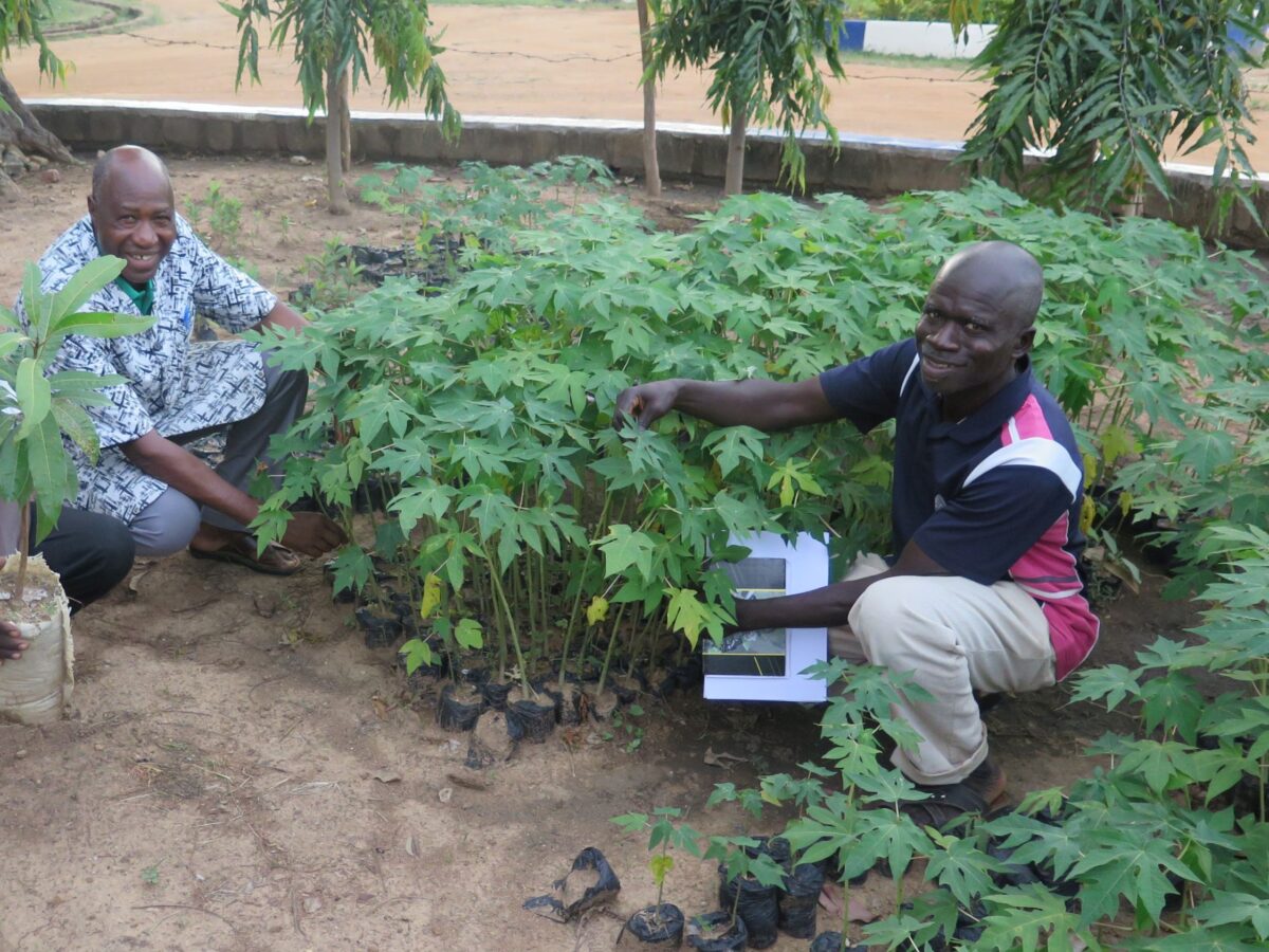 Cultivo de plantones en un vivero de árboles por el programa de desarrollo del "EYN" y la ONG "aspronmer". nº de proyecto: 162.1030.