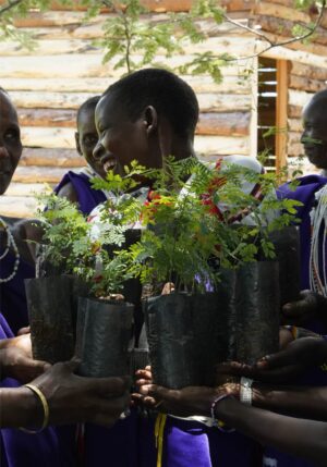 400 tree seedlings